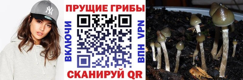 маркетплейс состав  Нерехта  Псилоцибиновые грибы MAGIC MUSHROOMS  купить  сайты 